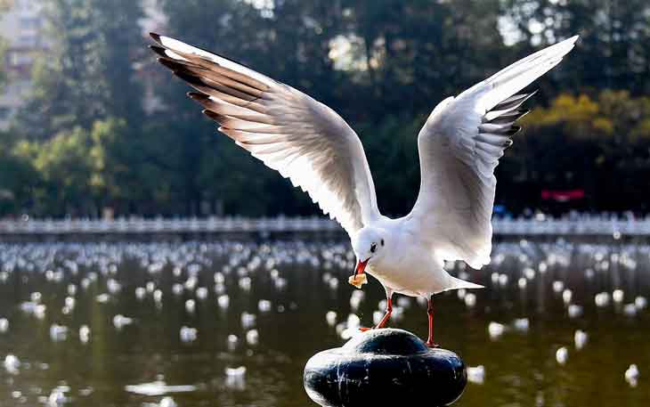 昆明翠湖公園的海鷗什么時(shí)候走，何時(shí)搬家？.jpg