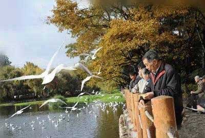 冬天去昆明哪里看海鷗？環(huán)西橋大觀河沿岸.jpg
