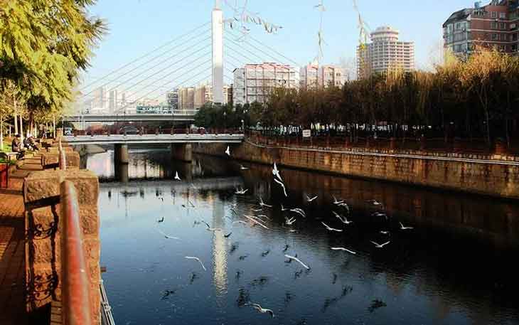冬天去昆明哪里看海鷗？盤龍江得勝橋和雙龍橋.jpg