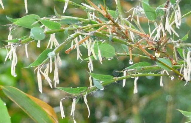 農(nóng)村俗語(yǔ)：“竹子開(kāi)花，馬上搬家”，說(shuō)的是啥意思？.jpg